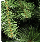    Royal Christmas Montana Slim Tree Premium Hinged 165 